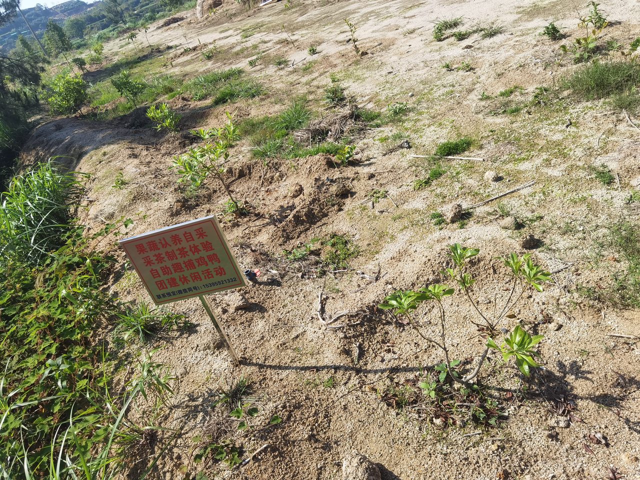 高山果蔬自采节