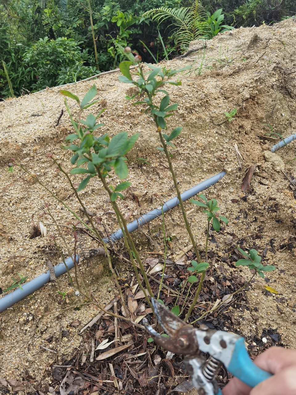 高山乌龙茶亲手采制，太治愈了