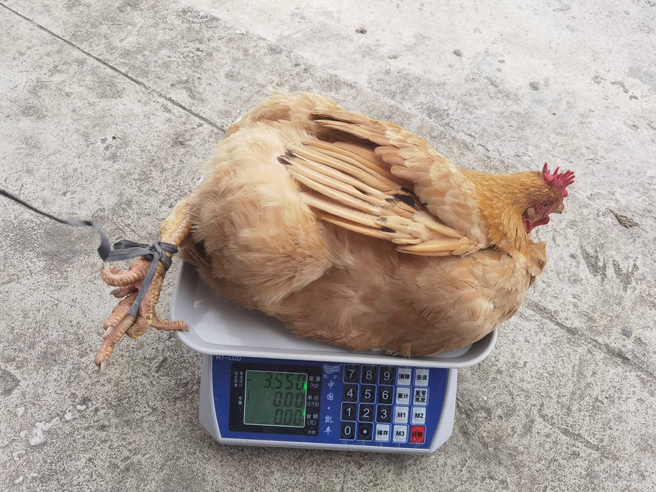 高山小番茄 礼盒装